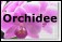 orchidee